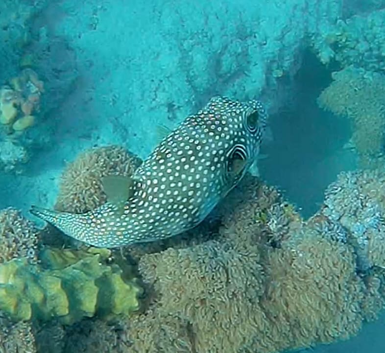 Strand Three Corners Fayrouz Plaza Beach Resort