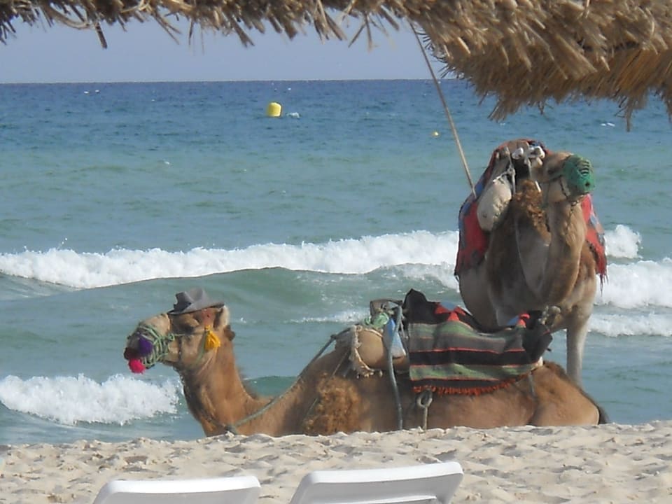 Можно покататься на верблюдах The Club Hammamet