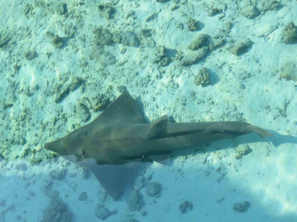 Gitarrenhai vor unserem Wasserbungalow Summer Island Maldives