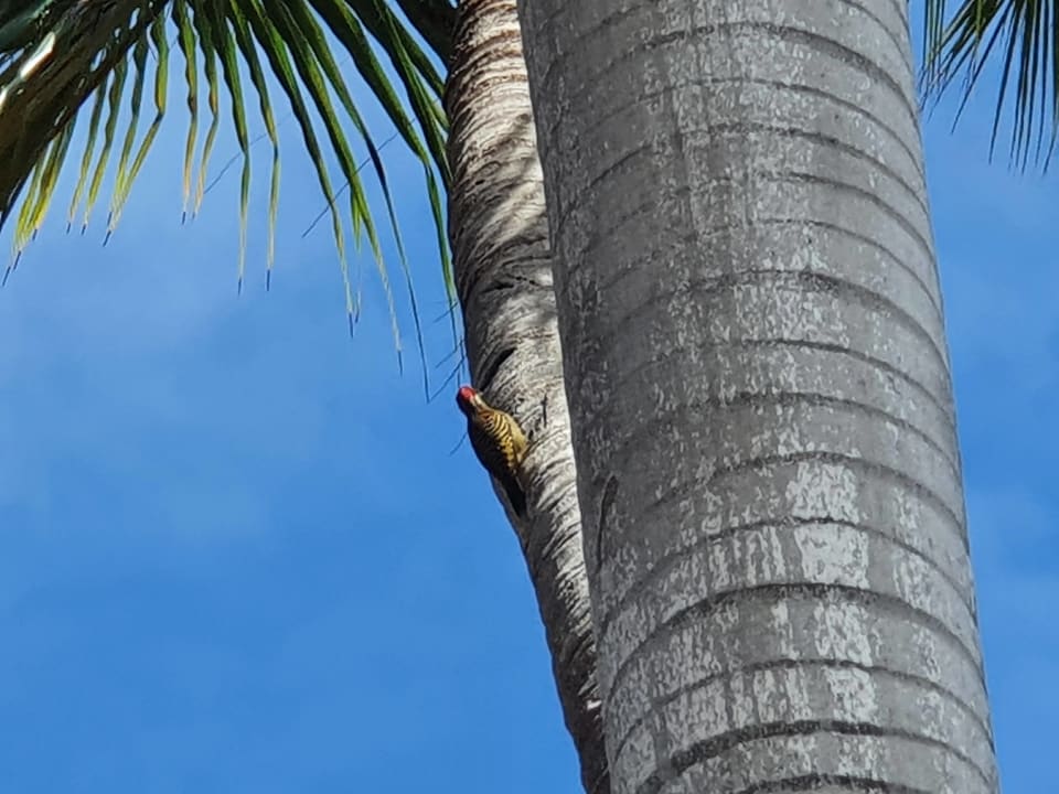 Gartenanlage Hotel Grand Palladium Palace Resort, Spa & Casino