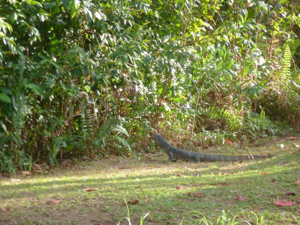 Waran Banyu Biru Villa