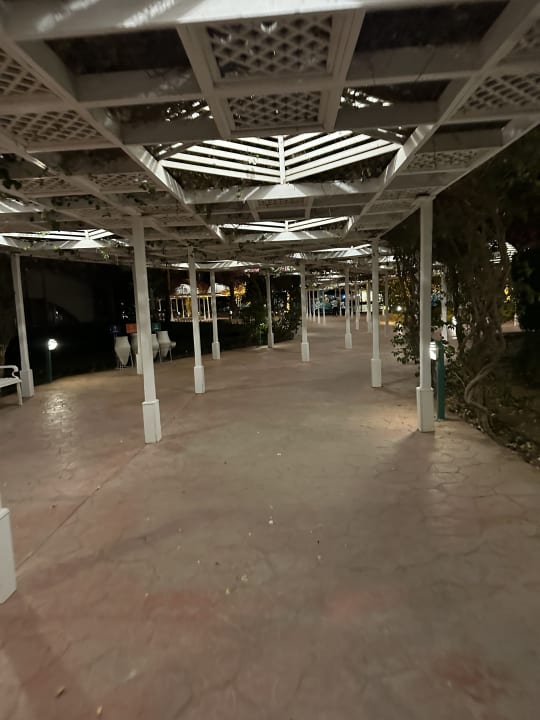 Sonstiges Desert Rose