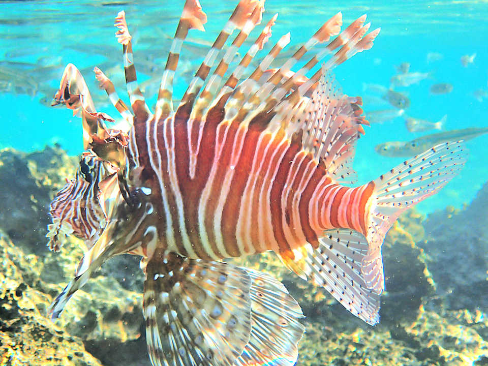 Sonstiges Shams Alam Beach Resort