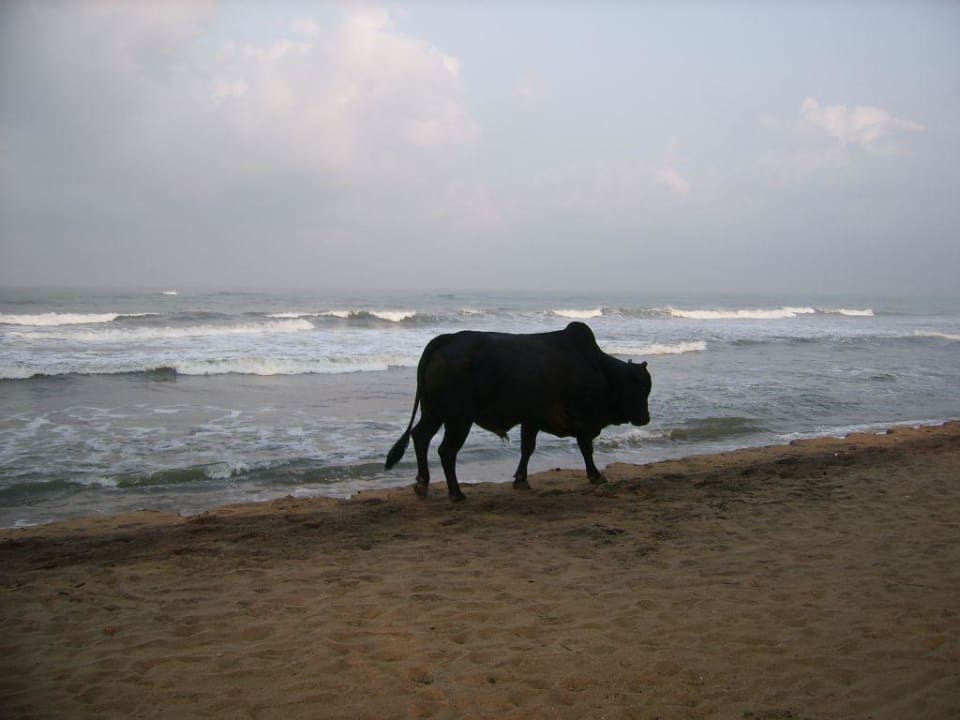 Ein Rind am Strand Tangerine Beach Hotel