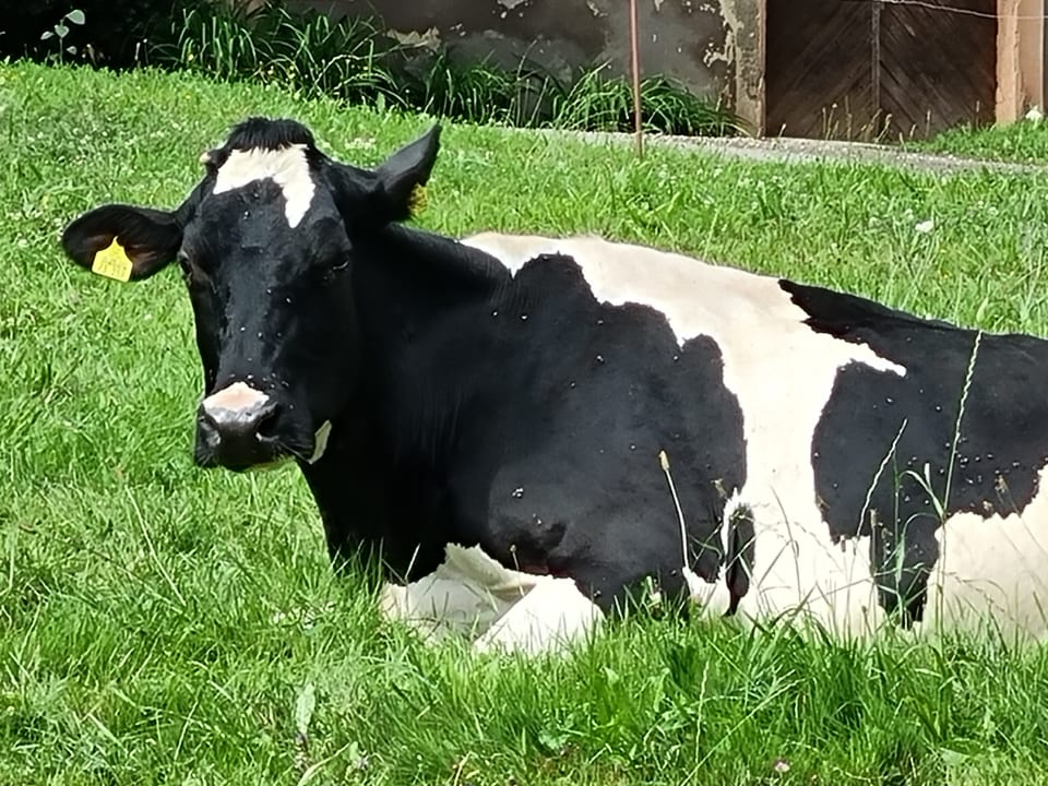 Außenansicht Ferienhof Wußler