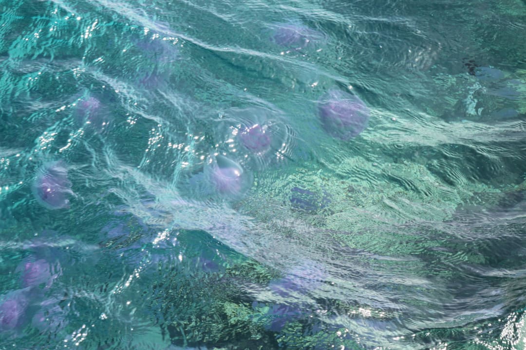 Quallen Stella Garden Resort & Spa, Makadi Bay