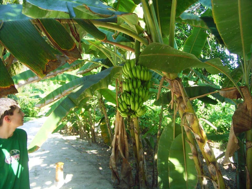 bananen Meeru Maldives Resort Island