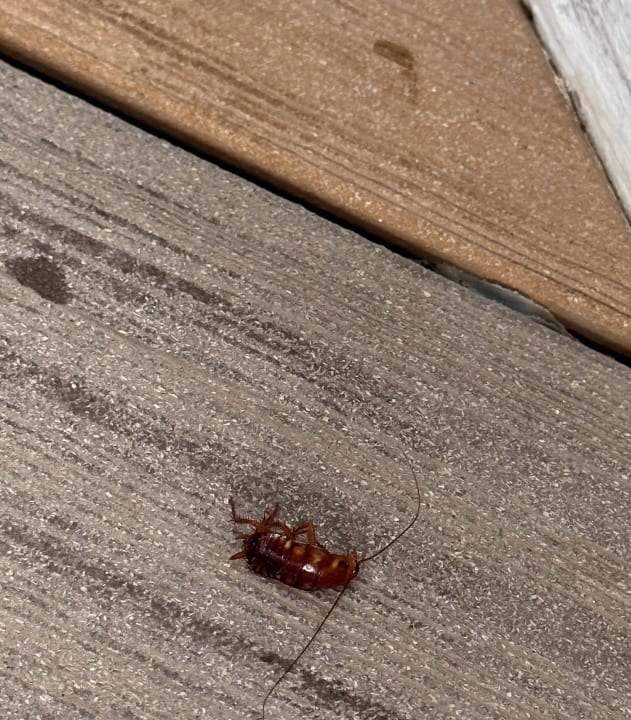 Gastro ROBINSON JANDIA PLAYA