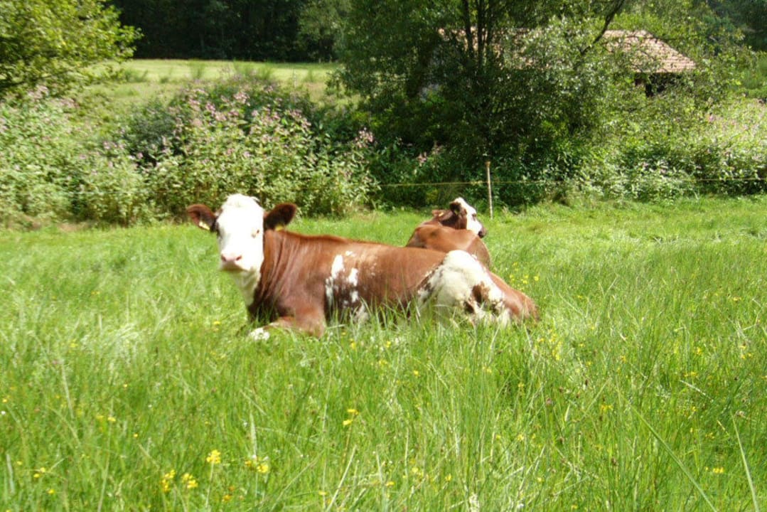 Rinder auf der Weide Schlosshof - der Urlaubsbauernhof