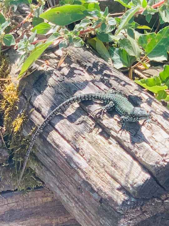 Sonstiges Le Chianine dei Tognoli