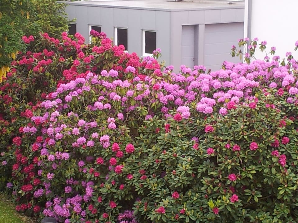 Blühende Rhodos vor dem Hotel Hotel Petersen