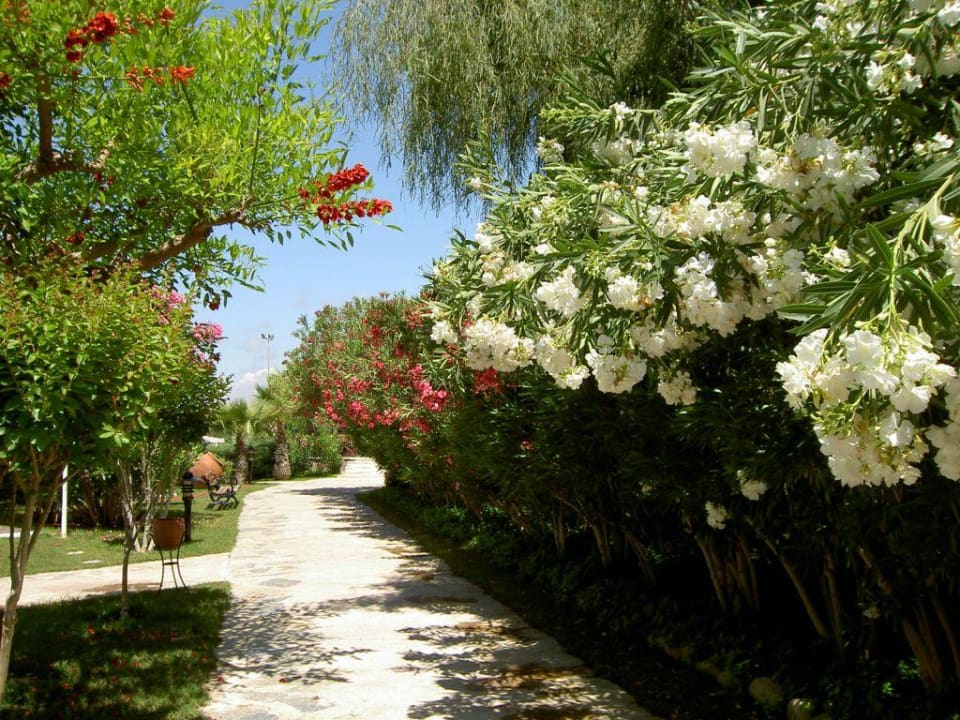 Gartenanlage Alba Resort Hotel