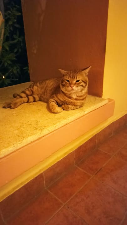 Sonstiges Steigenberger Coraya Beach - Adults only