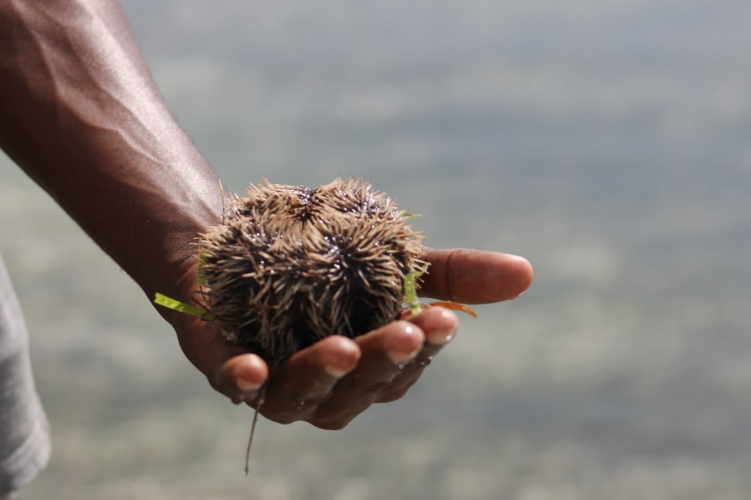 Mama Seeigel Neptune Village Beach Resort & Spa