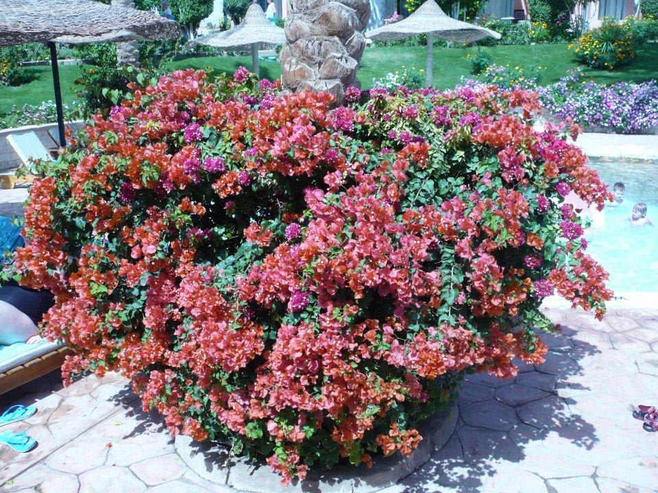 Piękne krzewy w Rehanie Rehana Sharm Resort Aqua Park & Spa