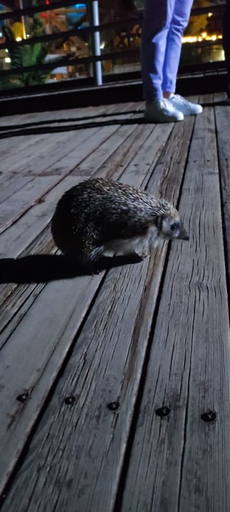 Sonstiges Grand Seker Hotel