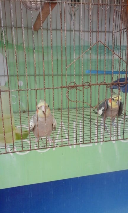 Попугайчики The Grand Hotel Sharm El Sheikh