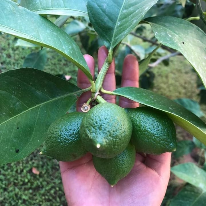 Gartenanlage Hotel Sirma