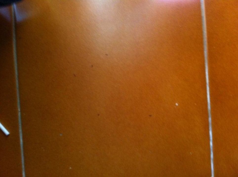 Unsere Mitbewohner - (Ameisen) Millor Sol