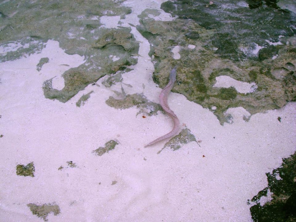 kleine Muräne, direkt am Strand Summer Island Maldives