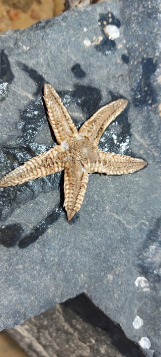 Sonstiges Desert Rose