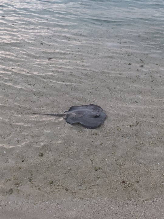Strand Summer Island Maldives