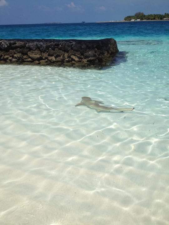 Riffhai Kuramathi Maldives