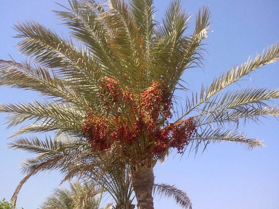 Palma Sharm Grand Plaza Resort