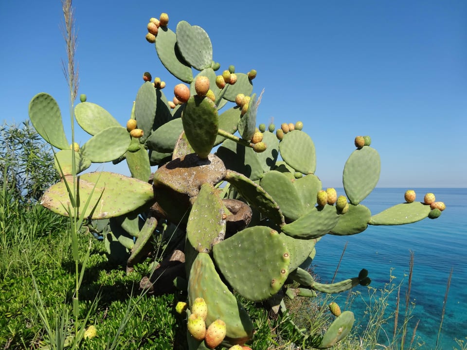 Kaktusfeigen an der Steilküste Aldiana Club Rocca Nettuno Calabria