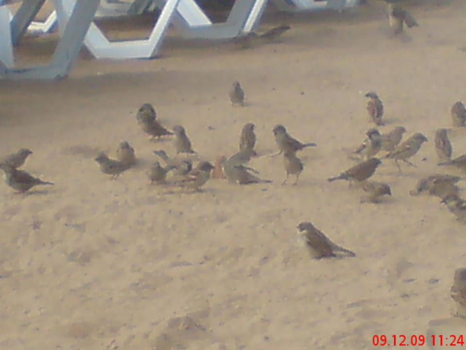 Beim Füttern Hotel Sultan of Side