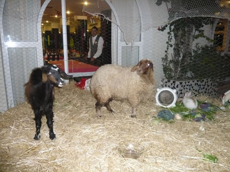 Weihnachtskrippe mit echten Tieren El Mehdi Beach Resort