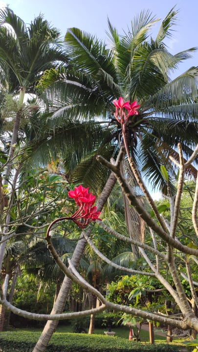 Gartenanlage The Fair House Beach Resort