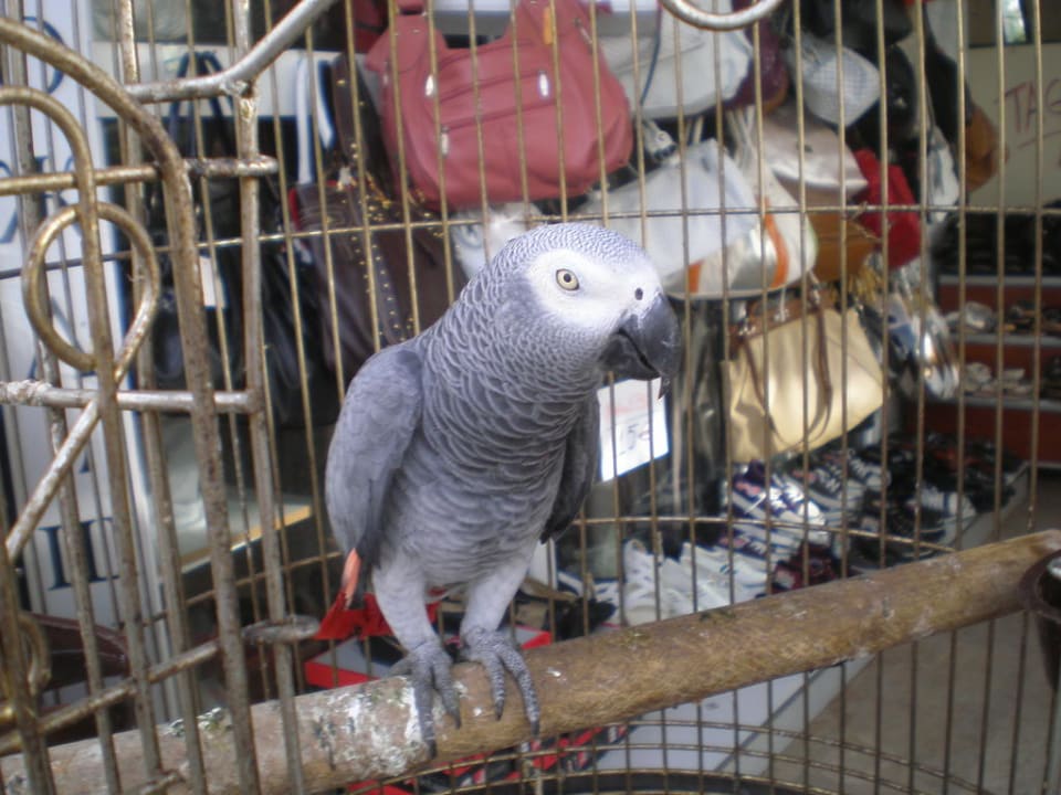 Miauender Papagei Hotel Orfeus Park