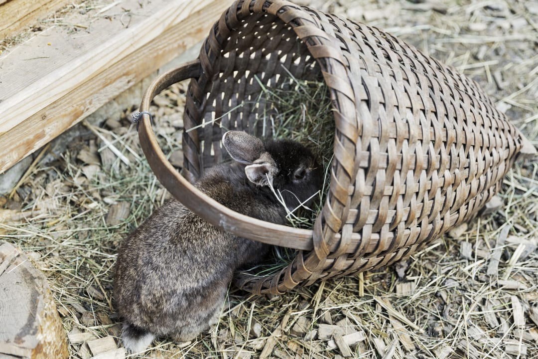 Sonstiges Feriendorf Holzleb'n