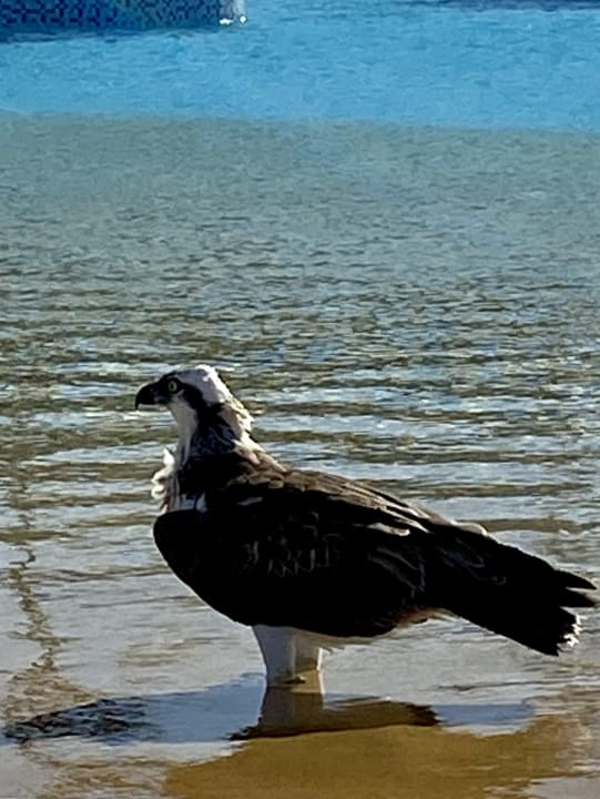 Sonstiges Steigenberger Resort Alaya Marsa Alam - Red Sea - Adults only