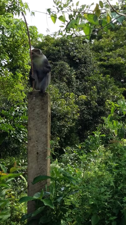 Der Chef  Royal Zanzibar Beach Resort