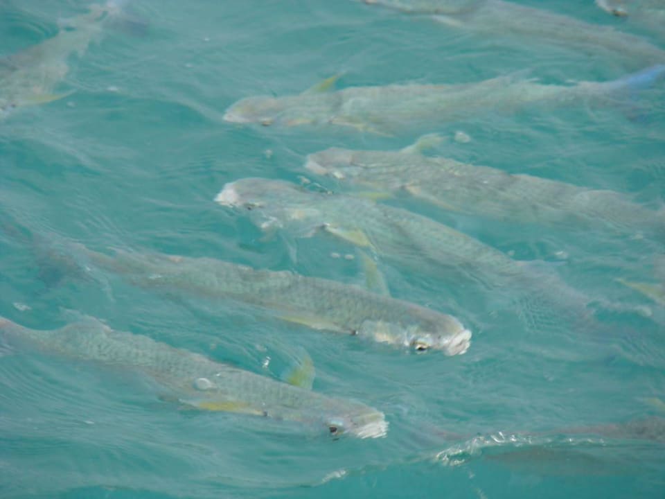 Morze czerwone Titanic Beach Spa & Aqua Park