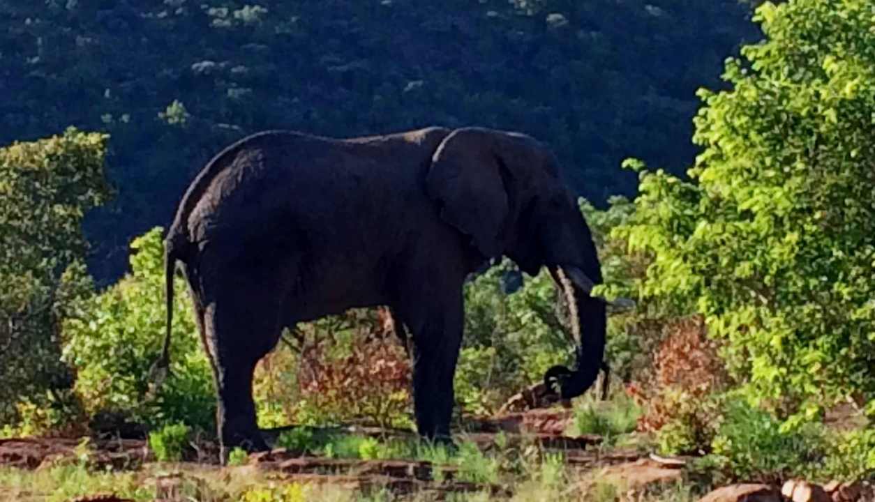 Auf der Safari Shidzidzi Game Lodge