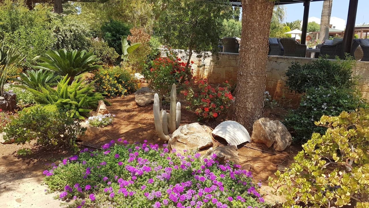 Viele unterschiedliche Grünpflanzen  Phãea Cretan Malia