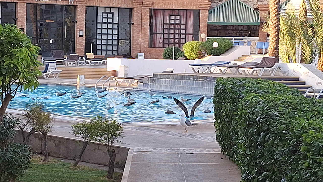 Pool Caribbean Village Agador  (Agador Tamlelt)