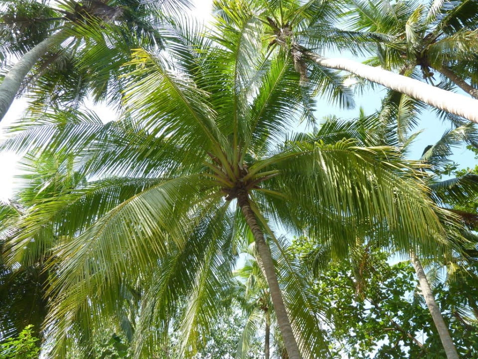 Wie im Dschungel Adaaran Select Meedhupparu Island Resort - Premium All Inclusive