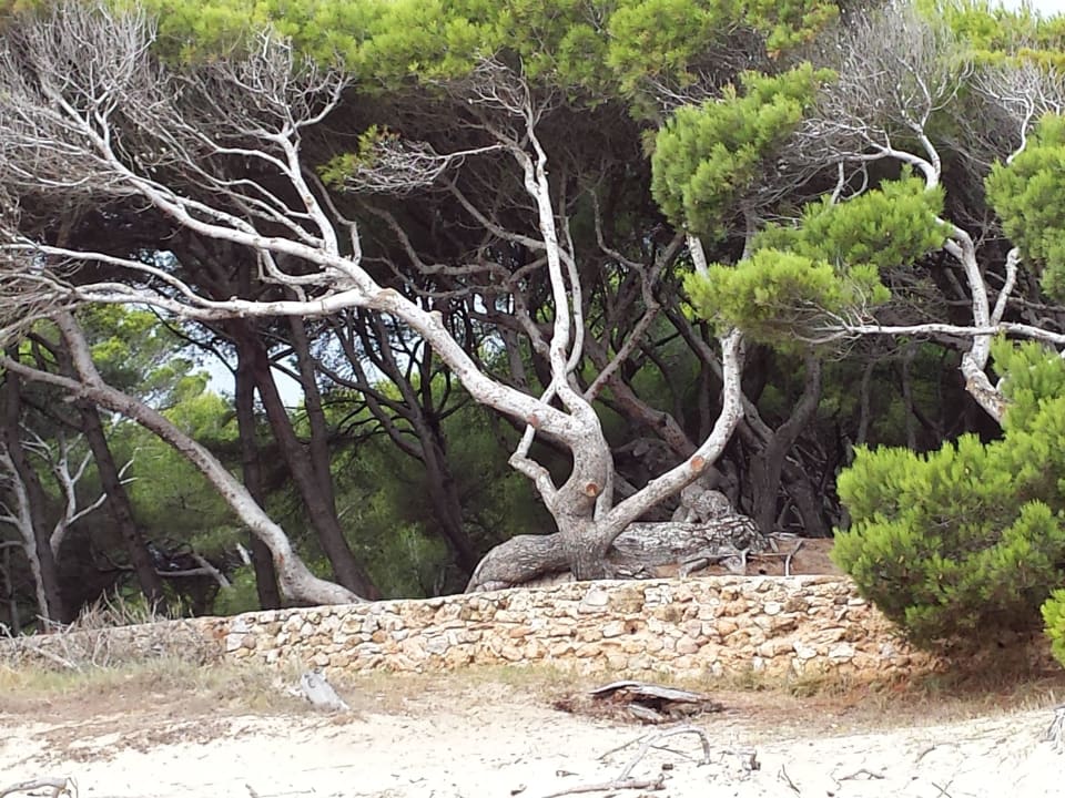 Üppige Vegitation Hotel Bella Mar