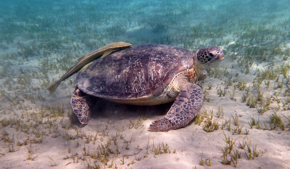 Sport & Freizeit Shams Alam Beach Resort