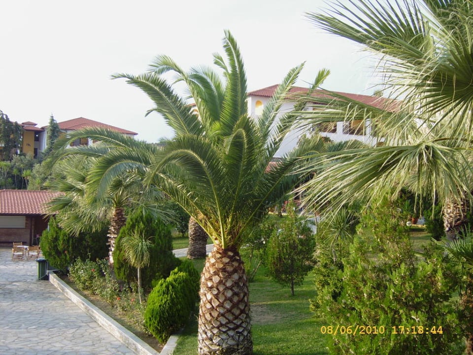 Palmen am Pool Akrathos Beach Hotel