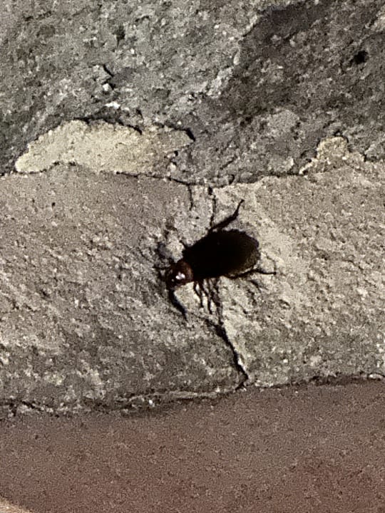 Gartenanlage allsun Hotel Esplendido