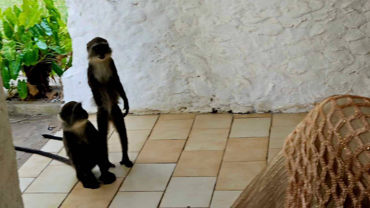 Gartenanlage Hotel Diani Sea Lodge