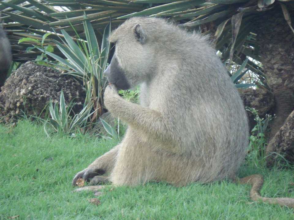 Auch der BOSS hat Hunger Baobab Beach Resort & Spa