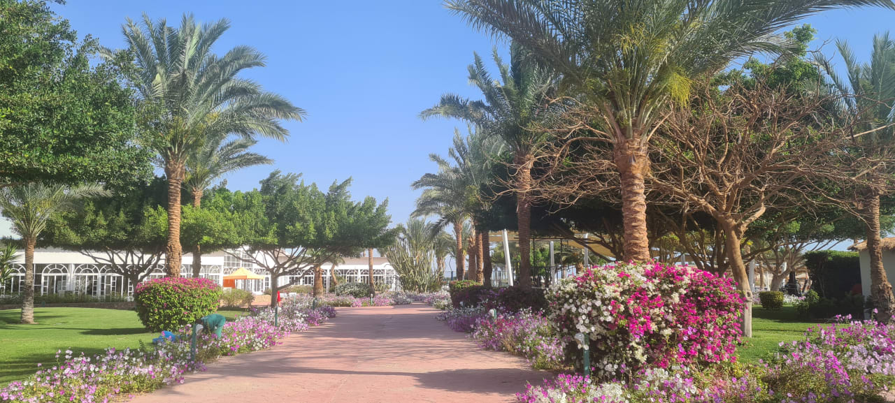 Gartenanlage Desert Rose