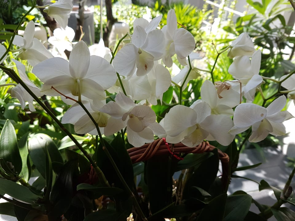 Gartenanlage Amatara Welleisure Resort