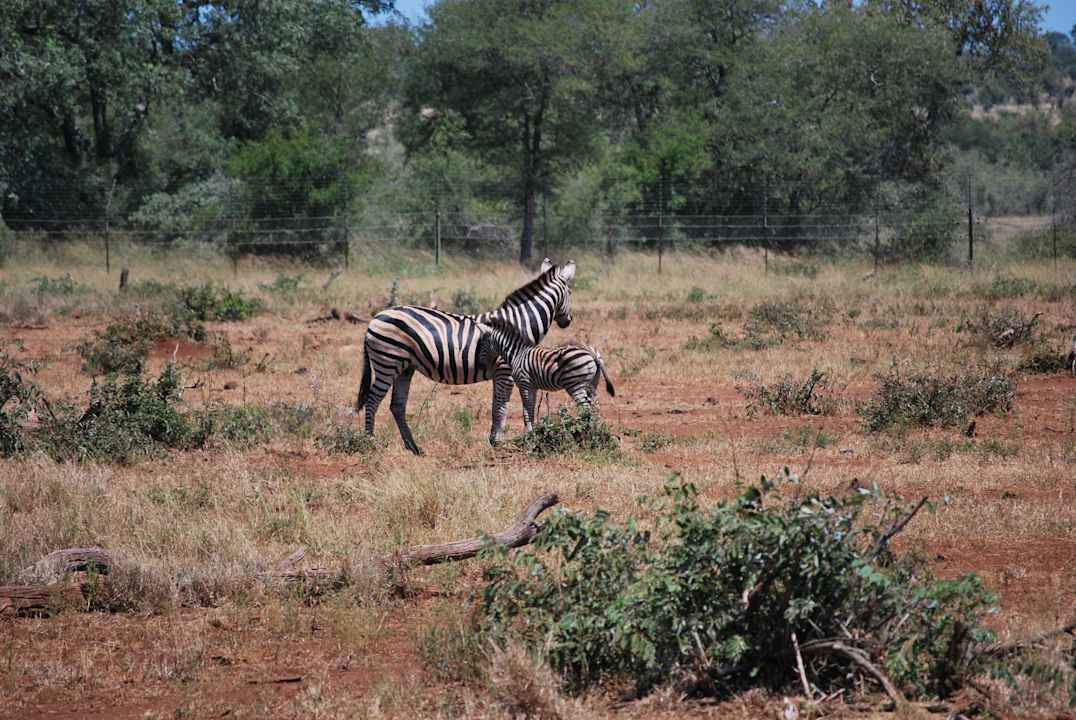 Zebras vor der Lodge Tremisana Game Lodge